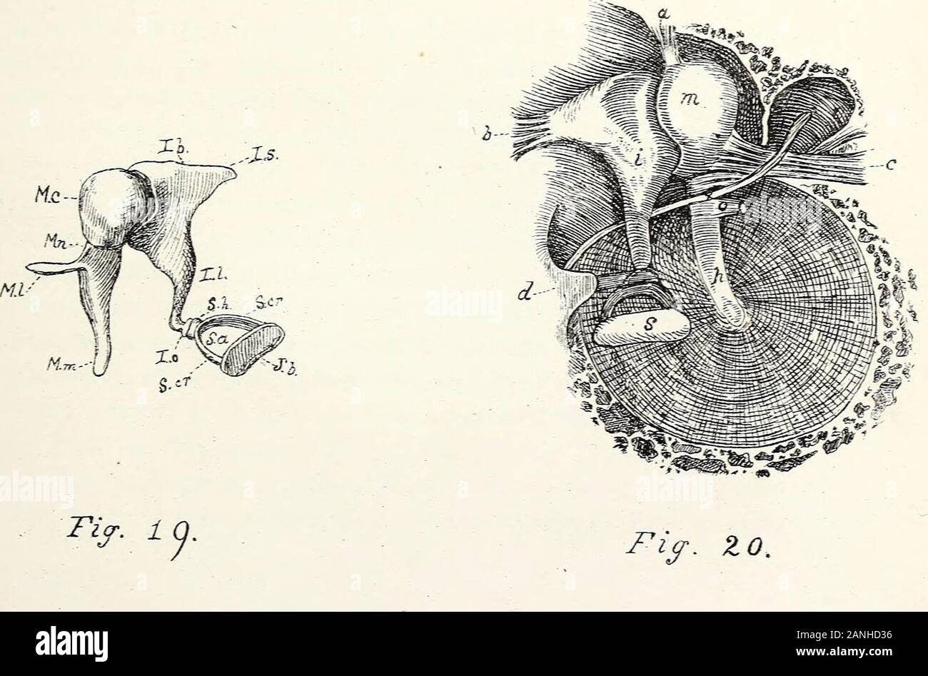 Education of Deaf-Mutes : A Manual for Teachers . hlea;k, apex of the petrous bone ; h, by the mastoid cells of the temporal bone ;a, the semicircular canals. Fig. 19.—The Ossicles of the Middle Eae (magnified). The partsof the malleus are lettered 3/; those of the incus /; and those of theStapes S. Mc, capitulum or head of the malleus ; 3fn, its neck ; Ml, the processusgracilis, or slender process ; the manubrium or handle. lb, body of the incus ; Is, its short, II, its long process ; lo, orbicularprocess. Sa, arch of the stapes; Sb, its base ; Scr, the crura or legs ; Sh, thehead. Fig. 20.—V Stock Photo