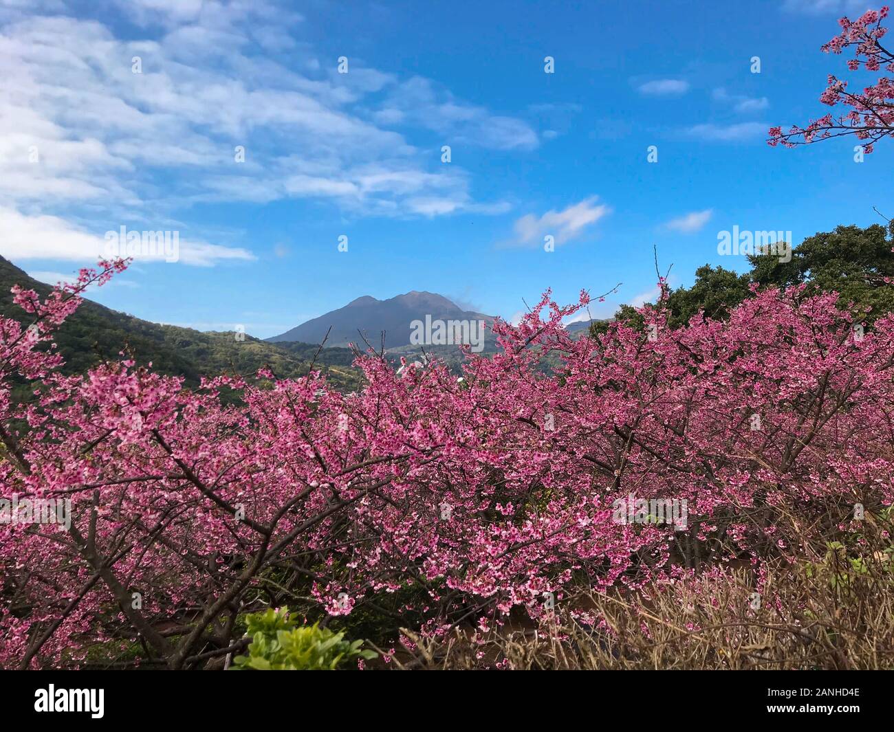 spring cherry blossom season at Yangmingshan National Park ,taipei