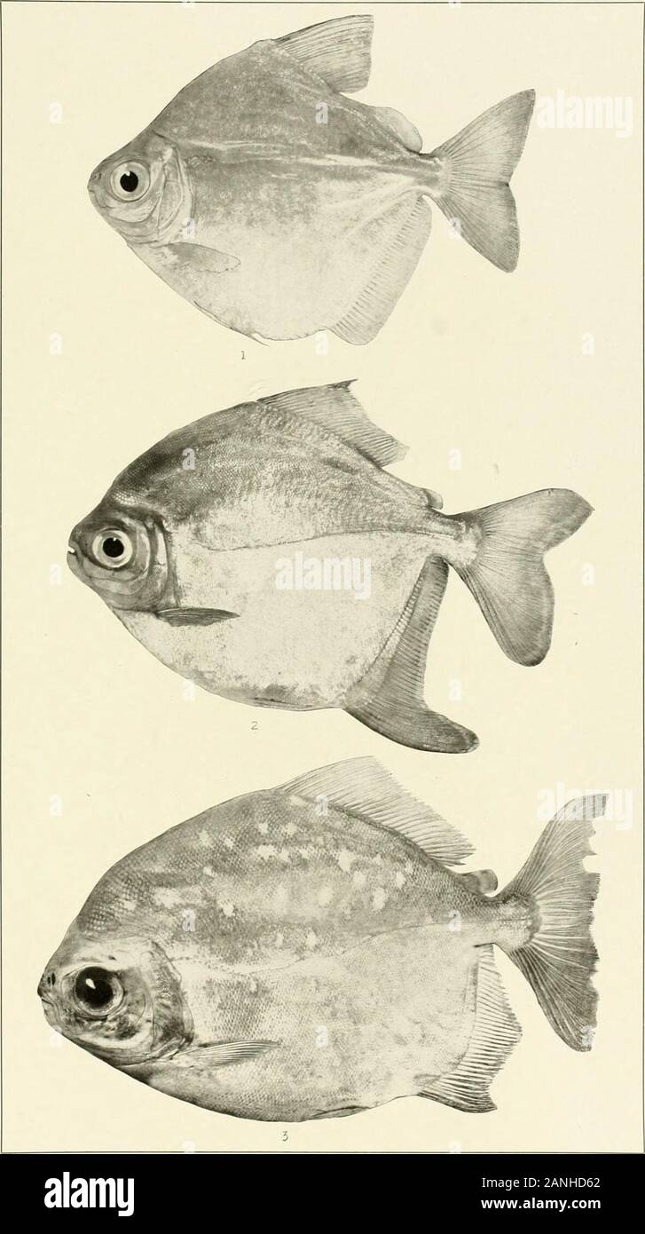 The freshwater fishes of British Guiana, including a study of the ecological grouping of species and the relation of the fauna of the plateau to that of the lowlands . 1. Serrasalmo rhombeus (Linnaeus). 56mm. No. 1741. 2. Pygocentrus bilineatusEigenmann. (Co-type.) 56 mm. I. U. No. 11.757. 3. Catoprion mento (Cuvier). 79 mm. No. 1740. Memoirs Carnegie Museum, Vol. V. Plate LV1. 1. Metynnis maculatus (Kner) . 65 mm. No. 2216. 2. Myloplusrubripi.nnis (Muller andTroschel). 165 mm. No. 1129. 3. Myloplus asterias (Muller and Troschel), c?. Memoirs Carnegie Museum, Vol. V. Plate LVIII. Stock Photo