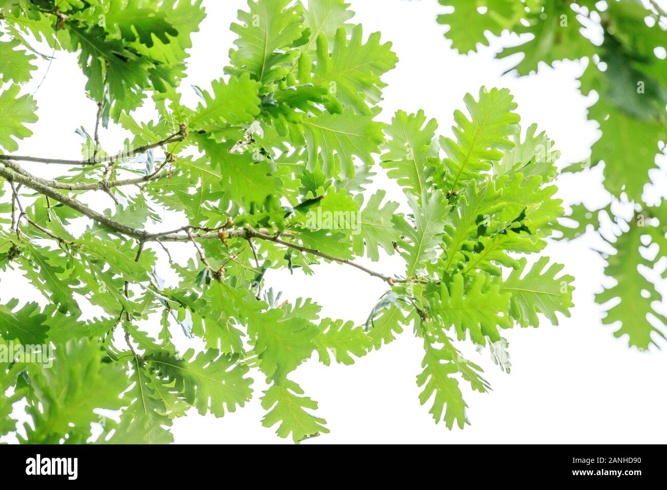 Hungarian oak, Quercus frainetto, France, Orleans, Orleans-la-Source, the parc floral de la Source // chêne de Hongrie, Quercus frainetto, France, Loi Stock Photo