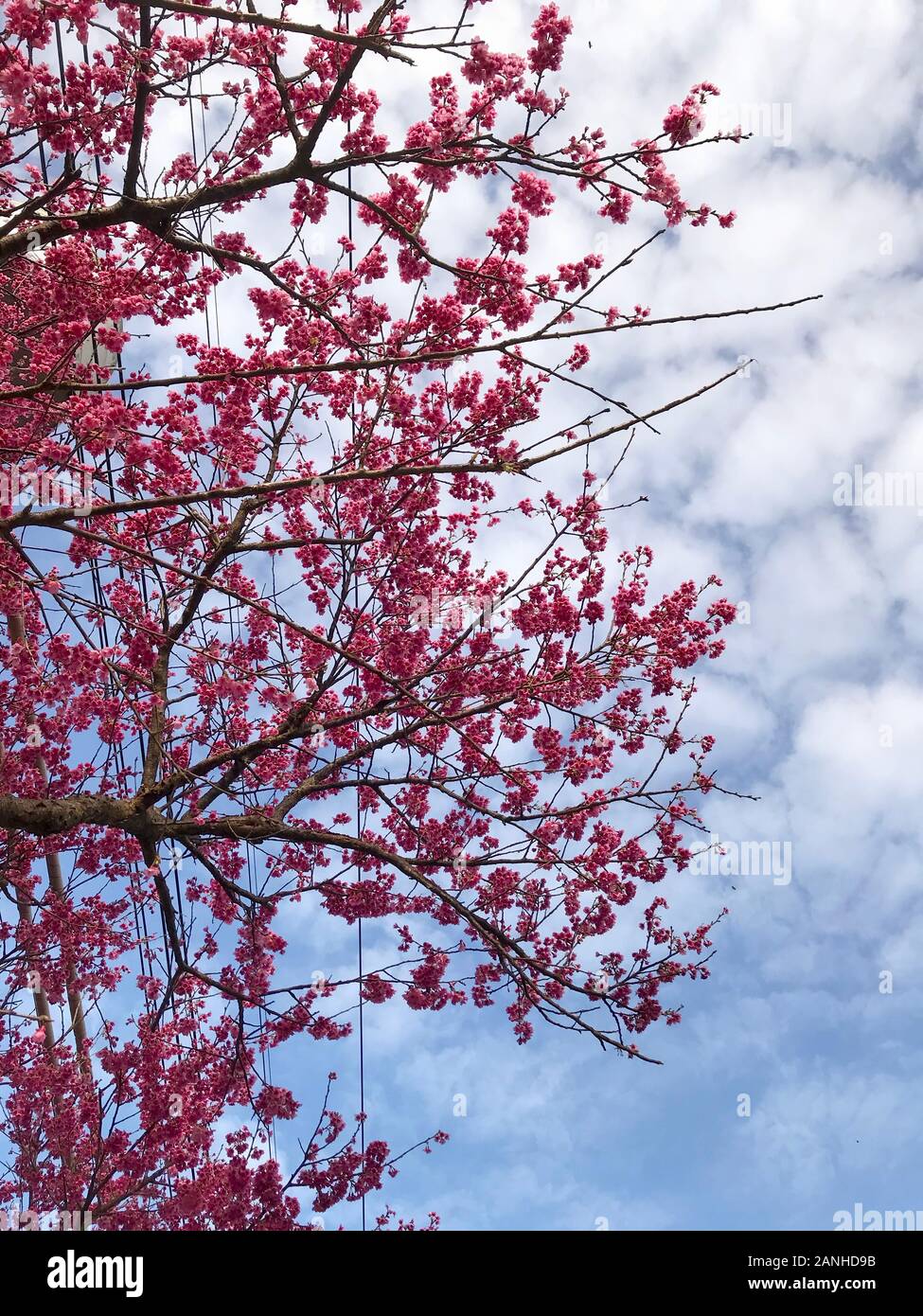 spring cherry blossom season at Yangmingshan National Park ,taipei
