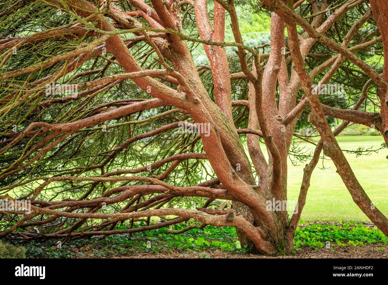 Scots pine 'Watereri', Pinus sylvestris 'Watereri', trunks, France, Loiret, Orleans, Orleans-la-Source, the parc floral de la Source // Troncs de pin Stock Photo
