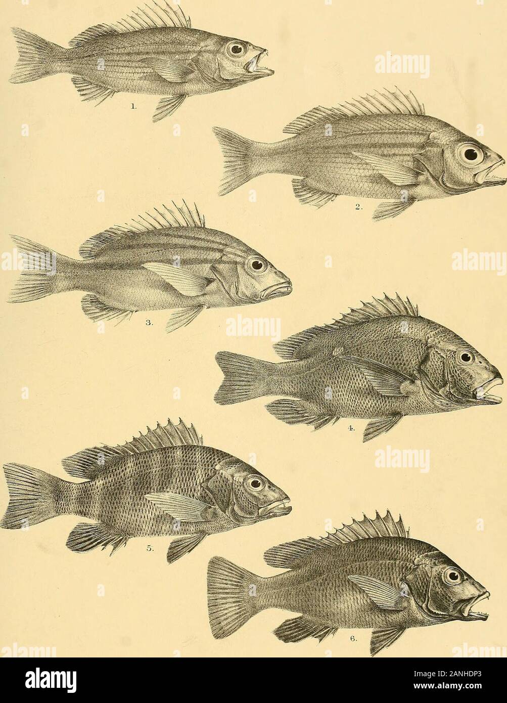 The fishes of India; being a natural history of the fishes known to inhabit the seas and fresh waters of India, Burma, and Ceylon . G.H Ford del Rl&il ei Minterii Bros ma 1, LUTIANUS ERYTHROPTERUS (YOUNG) 2, L.ERYTHROPTERUS ( ADULT.) 3,L BODECACANTHUS4.L.BENGALENSIS. 5, L.FULVUS. 6, L.B1GUTTATUS. Days Fishes of India. ! to XI.. GH.Ford del J R.King Kh. ^?imtem Bros. rare. 1, LUTIANUS L1NE0LATUS. 2, L.L1NE0LATUS (VAR. NOULENY.) 3, L.CHRYSOT^NIA.4.L.RIVULATUS. 5, L. ARGENTIMACULATUS. 6. L.ROSEUS. Days Fishes of India. Plate XII. Stock Photo