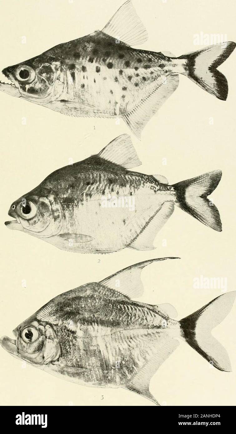 The freshwater fishes of British Guiana, including a study of the ecological grouping of species and the relation of the fauna of the plateau to that of the lowlands . 1. Chalcinics rotundatus (Schomburgk). 186 mm. No. 2059a. 2. Carnegiella strigata (Gunther).41 nun. No. 1296. 3. Carnegiella strigata (Gunther). 41 mm. No. 1296. 4. Gasteropelecus stemida(LesNjEUs). 65 mm. No. 1101. Memoirs Carnegie Museum, Vol. V. Plate LVI. fc*-3^J. 1. Serrasalmo rhombeus (Linnaeus). 56mm. No. 1741. 2. Pygocentrus bilineatusEigenmann. (Co-type.) 56 mm. I. U. No. 11.757. 3. Catoprion mento (Cuvier). 79 mm. No. Stock Photo