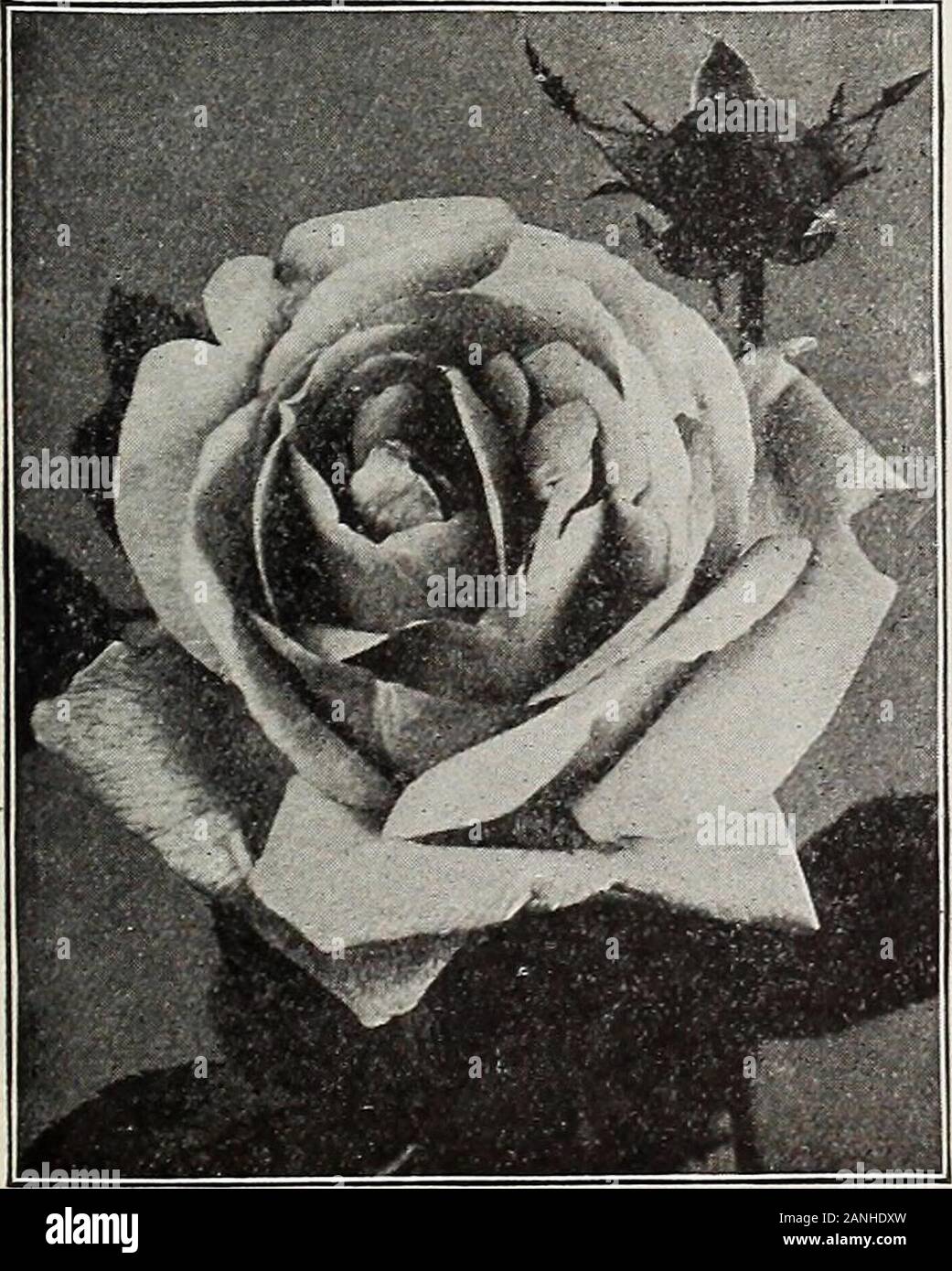 Dreer's 72nd annual edition garden book : 1910 . fine long buds; one of the best for late fall blooming.Mme. Hoste. A pretty, bright pale yellow; large and full.Mme. Joseph Schwartz. Light salmon-rose, changing to creamy-white when fully expanded.Mme. MargOttin. L mon-yellow with saffron centre; large, double flowers.Mme. Welche, Soft peachy yellow, delicately clouded soft rose.Mme. de Watteville. Salmon-white, each petal bordered bright rose.Papa Qontier. Dark crimson-red, with long, pointed buds.Perle des Jardins. Beautiful rich yellow, large size and perfect form.Sunset. Deep apricot-yellow Stock Photo