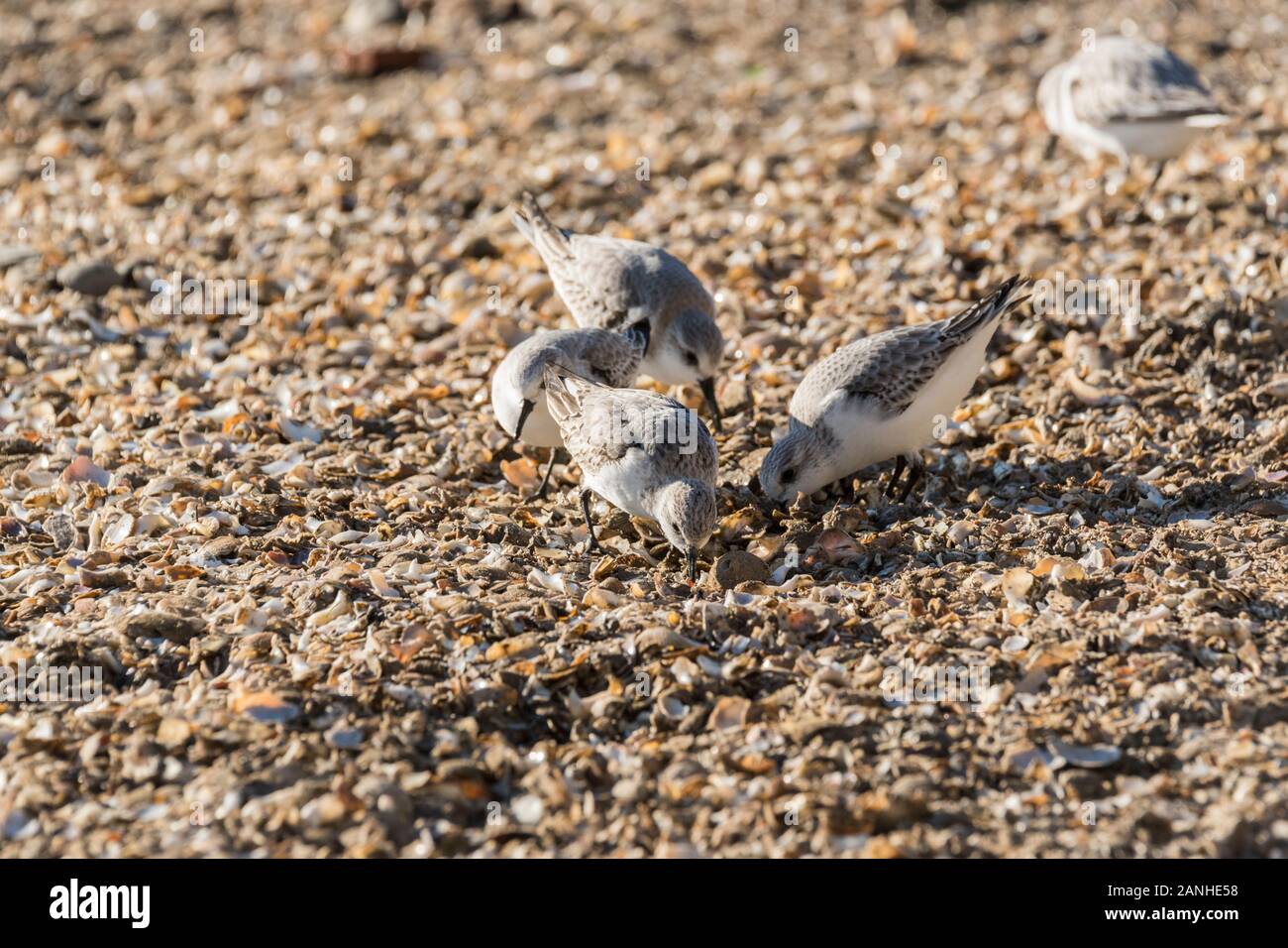 Feeding Sanderlings (Calidris alba) Stock Photo
