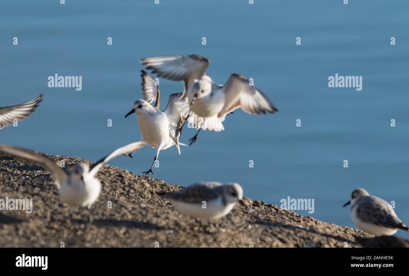 Sanderlings (Calidris alba) coming in to land Stock Photo