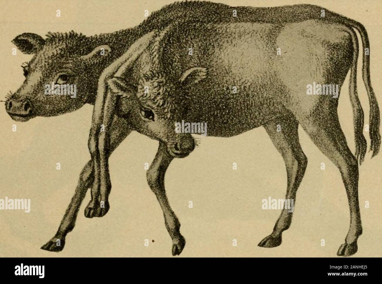 Veterinary obstetrics, including the diseases of breeding animals and of the new-born . ffer more or lessserious obstacles to delivery. The symptoms of double monstros-ities vary according to the particular abnormality and Veterinary obstetrics, including the diseases of breeding animals and of the new-born . ffer more or lessserious obstacles to delivery. The symptoms of double monstros-ities vary according to the particular abnormality and