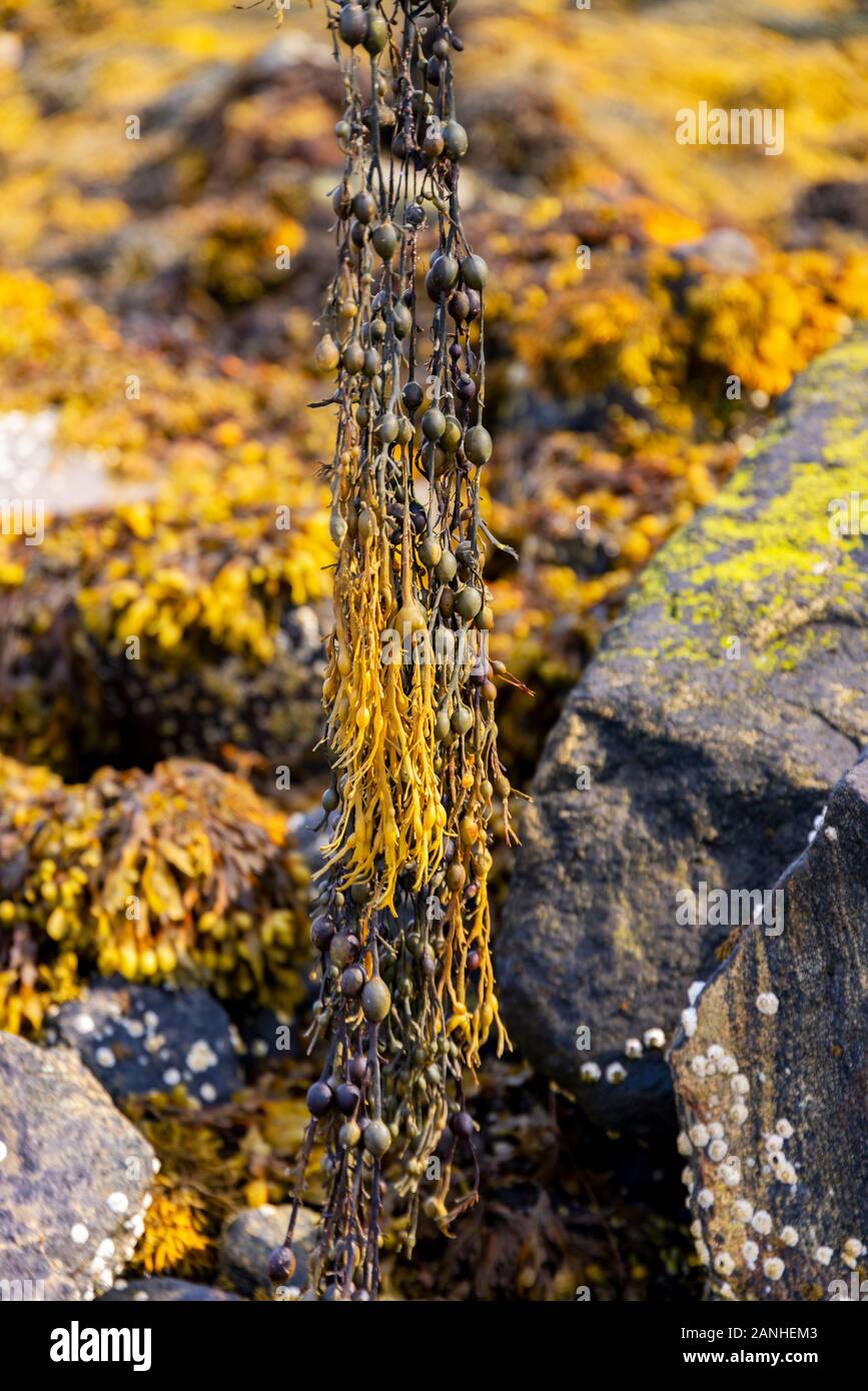 Close up of a piece of bladderwort seaweed dangling Stock Photo
