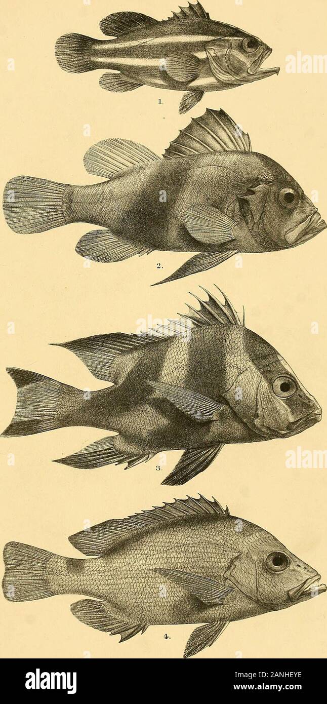 The fishes of India; being a natural history of the fishes known to inhabit the seas and fresh waters of India, Burma, and Ceylon . intern Bros,imp- 1. SERRANUS WAANDERSI. 2. PR1ACANTHUS BLOCHII. 3. PRISTIPOMA C0MMERSON1I. 4. APOGON TVENIATUS. 5. SYNAGRIS LUTEUS. Days Fishes of India. GHFord del.CL Gnesbach lith.. Mntern Bros.irao. 1.GRAMMISTES ORIENTALIS. ? 2, DIPLOPRION BIFASCIATUM. 3. LUTIANUS SEB.E. 4, L. MALABARICUS. , Days Fishes of India. PI* Stock Photo