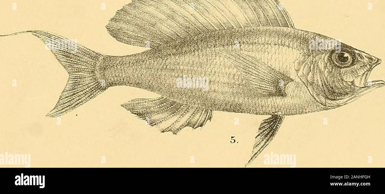 The fishes of India; being a natural history of the fishes known to inhabit the seas and fresh waters of India, Burma, and Ceylon . OHI-ord del Susmi Kth. intern Bros,imp- 1. SERRANUS WAANDERSI. 2. PR1ACANTHUS BLOCHII. 3. PRISTIPOMA C0MMERSON1I. 4. APOGON TVENIATUS. 5. SYNAGRIS LUTEUS. Days Fishes of India. GHFord del.CL Gnesbach lith. Stock Photo