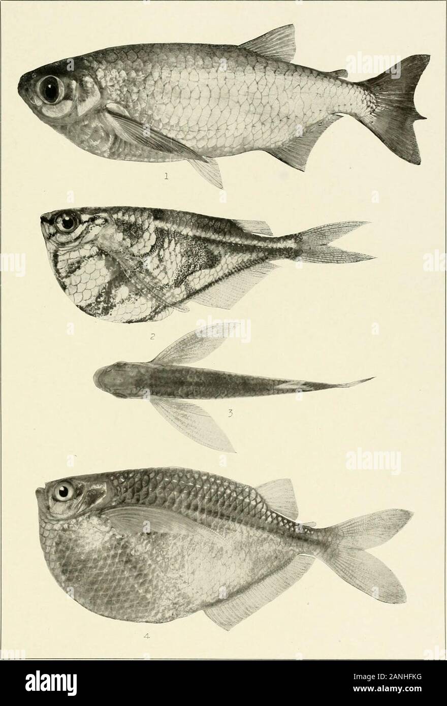 The freshwater fishes of British Guiana, including a study of the ecological grouping of species and the relation of the fauna of the plateau to that of the lowlands . ::?-?. 1. Holobrycon pesu (Muller and Troschel). 150 mm. I. I. No. 12,105. -. Brycon falcatus Mulleh andTroschel. 225 mm. No. IMS. :;. Brycon siebenthala Eigenmann. (Type.) 204 mm. No. 1819. Memoirs Carnegie Museum, Vol. V. Plate LV.. 1. Chalcinics rotundatus (Schomburgk). 186 mm. No. 2059a. 2. Carnegiella strigata (Gunther).41 nun. No. 1296. 3. Carnegiella strigata (Gunther). 41 mm. No. 1296. 4. Gasteropelecus stemida(LesNjEUs) Stock Photo