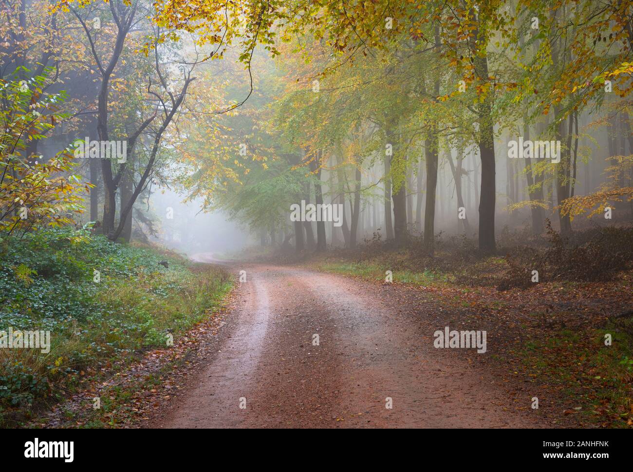Autumn colours at King's Wood, an ancient woodland in Kent Stock Photo
