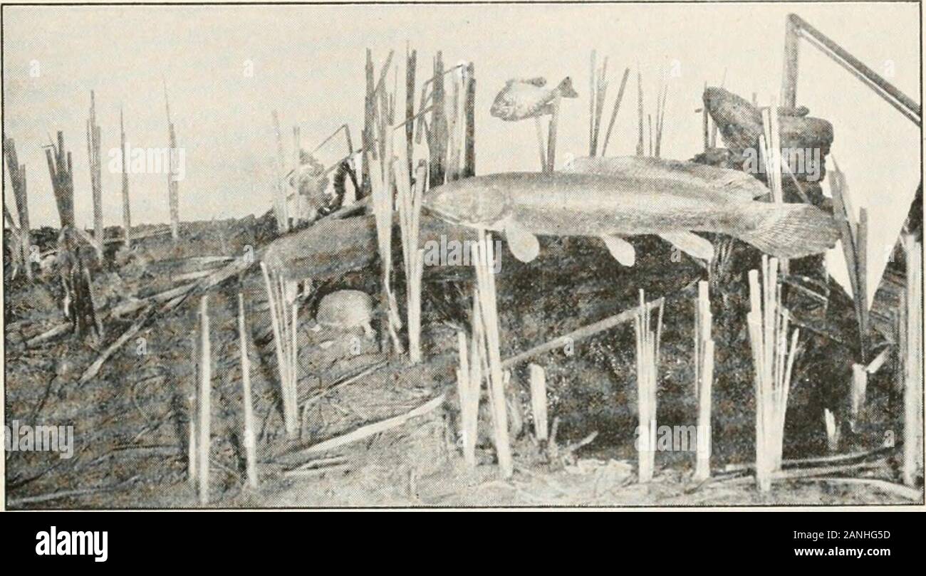 Zöology; a textbook for colleges and universities . Photograph from Am. Mus. Natural HistoryFIG. 129. Garpike. FISHES 347. Photograph from Am. Mus. Natural HistoryFIG. 130. Group showing nesting habits of the bowfin. scales, though without the well-defined peg-and-socketarrangement. It is to this type that the term ganoid has been more especially restricted in recent years. The bowfin (Amia caka), also of the MississippiValley, is actually nearer to the garpike than the latteris to Polypterus, though its scales are not ganoid. It is,however, a very.distinct and isolated type, and althoughthe s Stock Photo