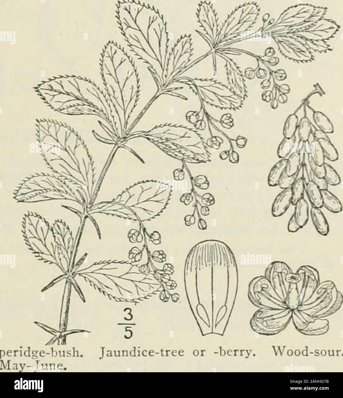 An illustrated flora of the northern United States, Canada and the British possessions : from Newfoundland to the parallel of the southern boundary of Virginia and from the Atlantic Ocean westward to the 102nd meridian; 2nd ed. . laundice-tree or 2. Berberis canadensis ]^Iill. AmericanBarberry. Fig. 1956. B, canadensis Mill. Card. Diet. Ed. 8, no. 2. 1768.Berberis vulgaris var. canadensis Ait, Hort. Kew. i:479. 1789. A shrub, i°-6 high, with slender, reddish-brown branchlcts. Leaves similar to those ofB. vulgaris, but with more divergent and dis-tant teeth, or sometimes nearly entire; axil-lar Stock Photo