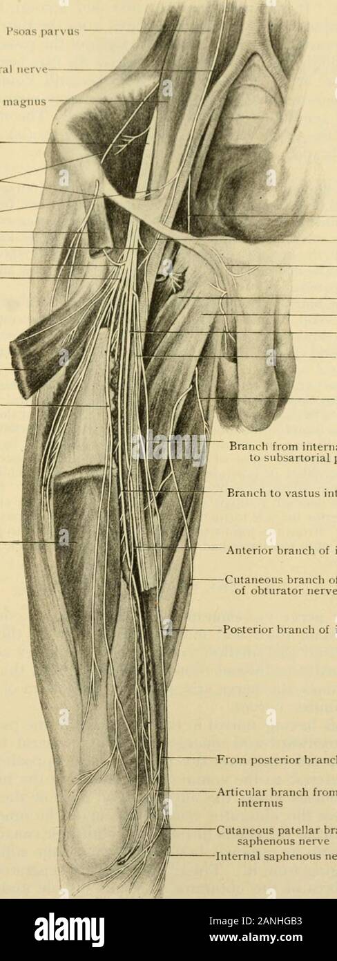 Human anatomy, including structure and development and practical considerations . rural or of either branch may occur, the fibres of the genital branch being contained in the ilio-inguinal and those of the crural in the external cutaneous or the anterior crural. The genitalbranch may replace or reinforce the ilio-inguinal nerve; the crural branch may act similarlytoward the external or the middle cutaneous nerve. A specimen found in the anatomical labo-ratorj of the University- of Pennsylvania showed unusually extensive distribution of the crural THE LUMBAR PLEXUS. 1323 branch. It was larji^er Stock Photo