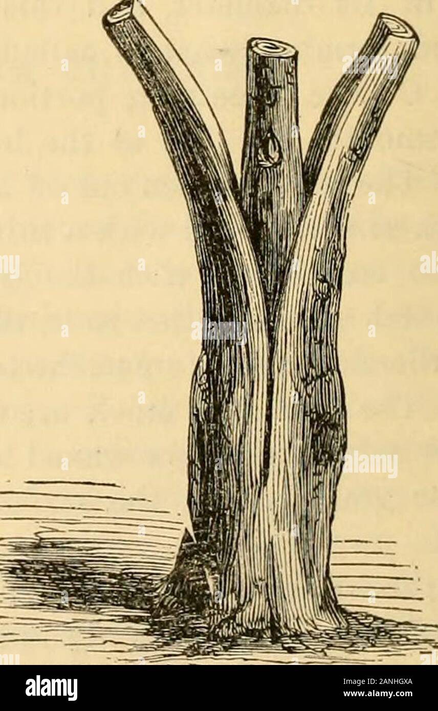 The Horticulturist and journal of rural art and rural taste . nearest the stem israised to the surface and a graft inserted,as shown in fig. 26. The cion is allowedto grow one or two seasons, then dug upand transplanted. Grafting upon large roots is seldompracticed except in rare instances, andwhere small stocks can not be obtained. The different methods of grafting arevery numerous, over fifty being describedin the various horticultural works extant,but they all produce nearly the same re-sults; many of them are so nearly alikethat it would be difficult to point any ma-terial difference. The Stock Photo