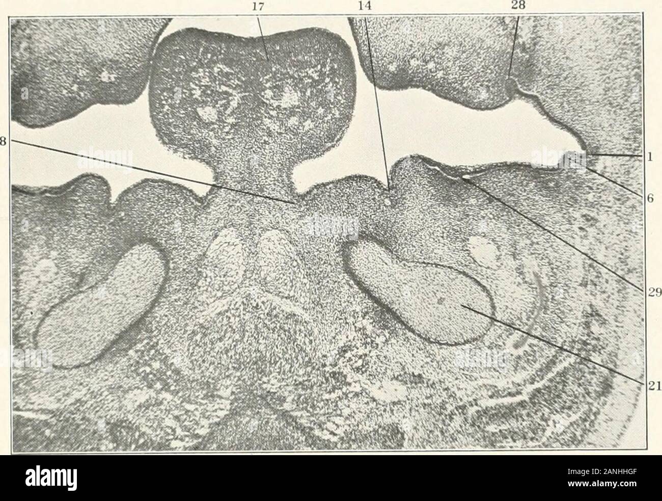 Plica fimbriata hires stock photography and images Alamy