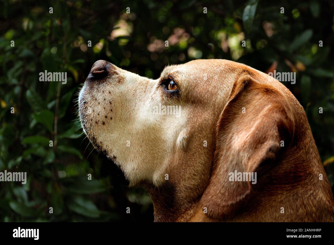 Portuguese Pointer Dog Portrait in Nature Stock Photo