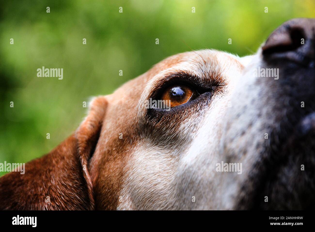 Portuguese Pointer Dog Portrait in Nature. Eye detail Stock Photo