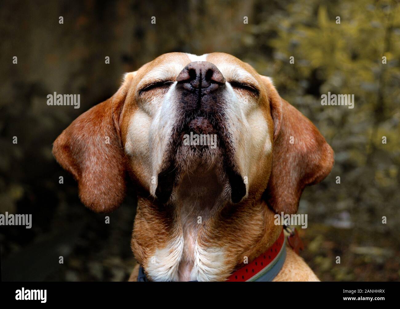 Portuguese Pointer Dog Portrait in Nature Stock Photo