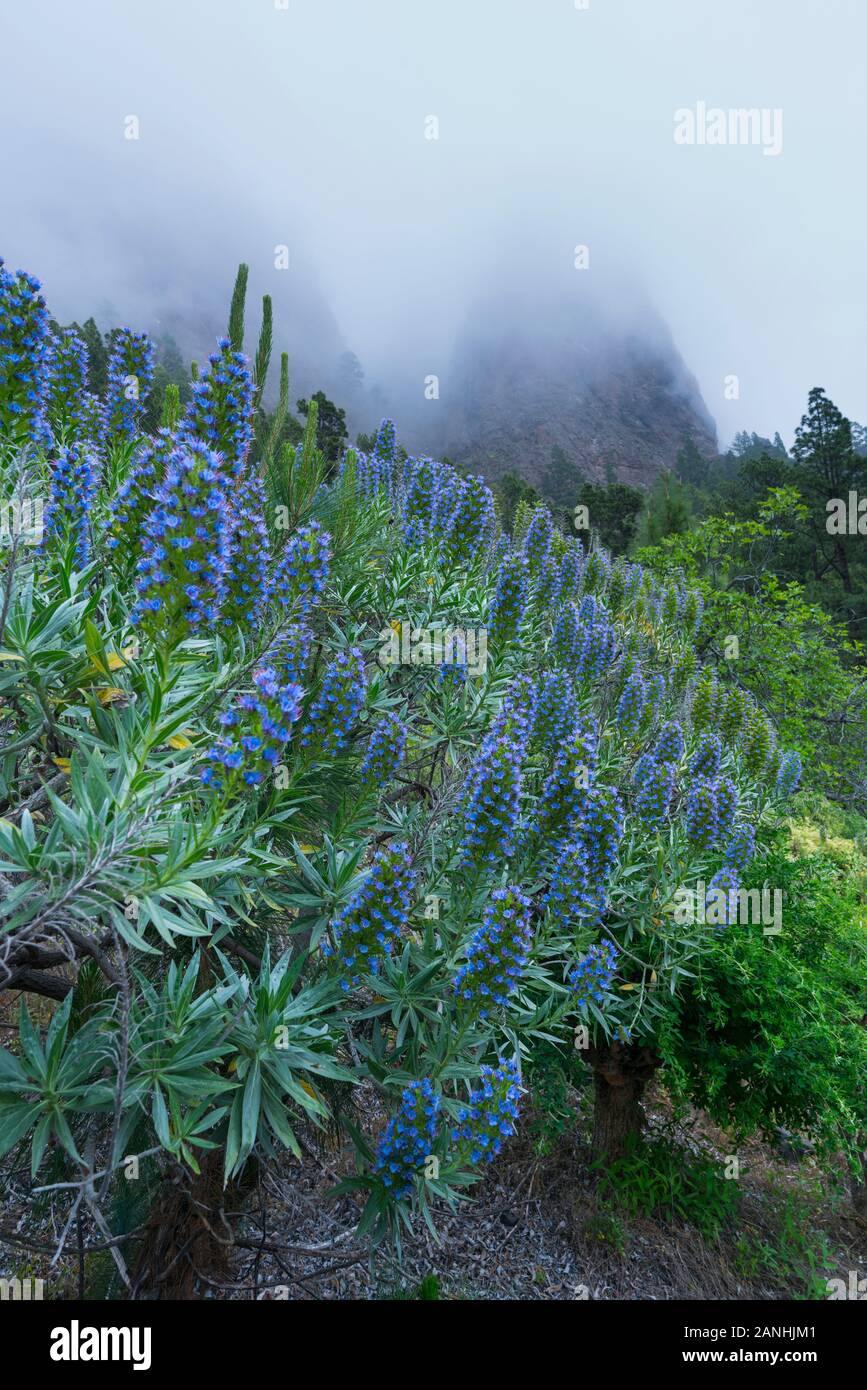 Tajinaste azul de cumbre (Echium gentianoides), La Cumbrecita, Caldera de Taburiente National Park, Island of La Palma, Canary Islands, Spain, Europe Stock Photo
