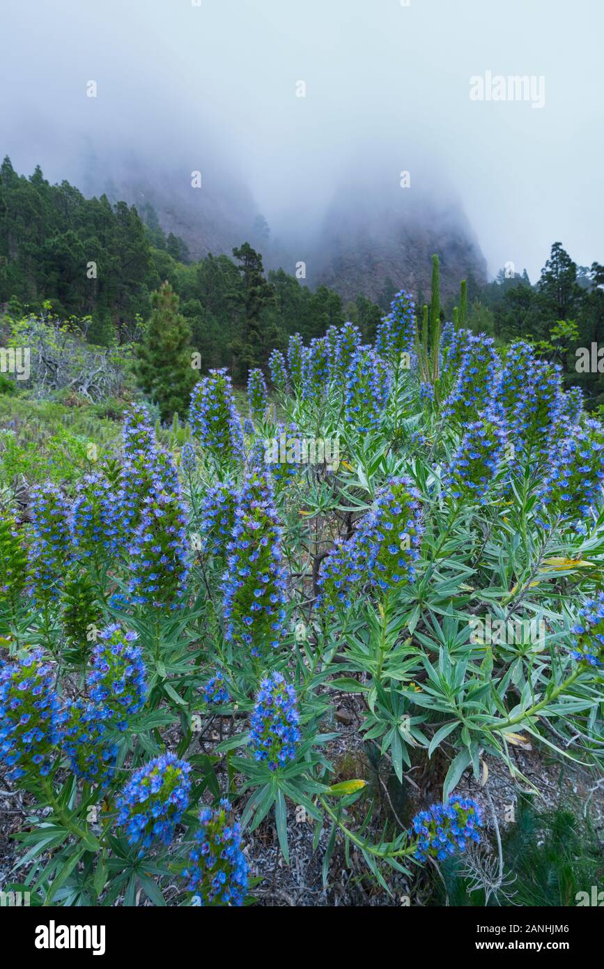 Tajinaste azul de cumbre (Echium gentianoides), La Cumbrecita, Caldera de Taburiente National Park, Island of La Palma, Canary Islands, Spain, Europe Stock Photo