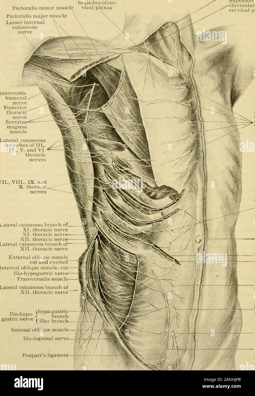 Human anatomy, including structure and development and practical considerations . om one nerve over the inner surface of the rib next below to the sub-jacent nere. The lower three or four thoracic neres, while lying between the broadabdominal muscles are occasionally united to one another, sometimes to the extentof forming a small plexus. Peculiar thoracic nerves.—The first, second, tw^elfth, and sometimes thethird, thoracic nerves present peculiarities which differentiate them from the others. The first thoracic nerve sends a large portion of its fibres to the brach-ial plexus, thus sufferi Stock Photo