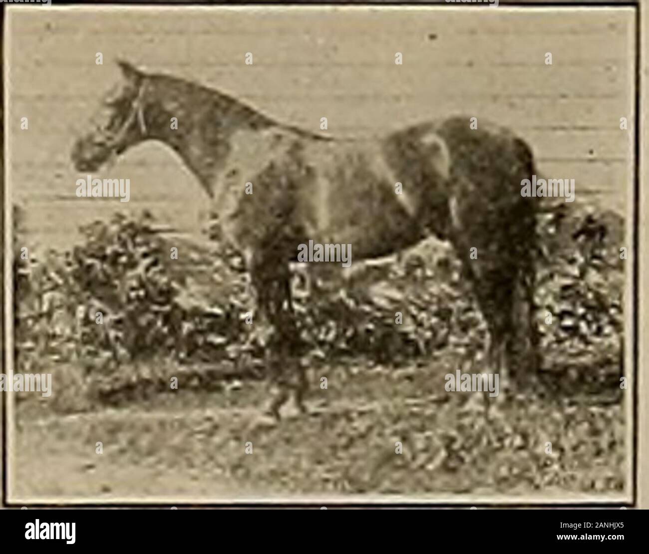 Breeder and sportsman . BONNY McKINNEY 41383 Will make the Season of 1910 at PLEASANTON TRAINING PARK FEE: $40 for the Season. Usual return privilege. Dam, Martha Frasier by Rustic 917; second dam Emma, full sister to CoraWickersham, dam of Nogi 2:10%. Athasham 2:09%, etc., by Whippleton 1SS3; thirddam Gladys by Gladiator S336; fourth dam Kate bv John Nelson 1S7. Bonny Mc-Kinney is a coal black, stands 15.3, is a magnificent individual and a natural trot-ter. His colts all have size, good looks, solid color and perfect dispositions. Iwill be pleased to show Bonny McKinney and his get at any ti Stock Photo