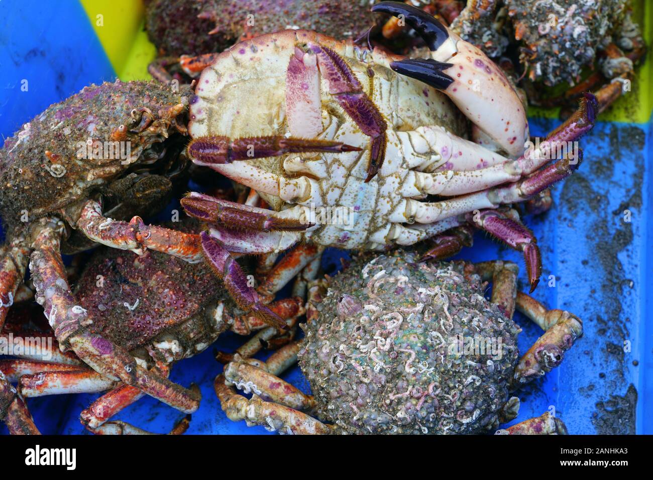 Sea spider crab for sale at a French seafood market in Brittany Stock