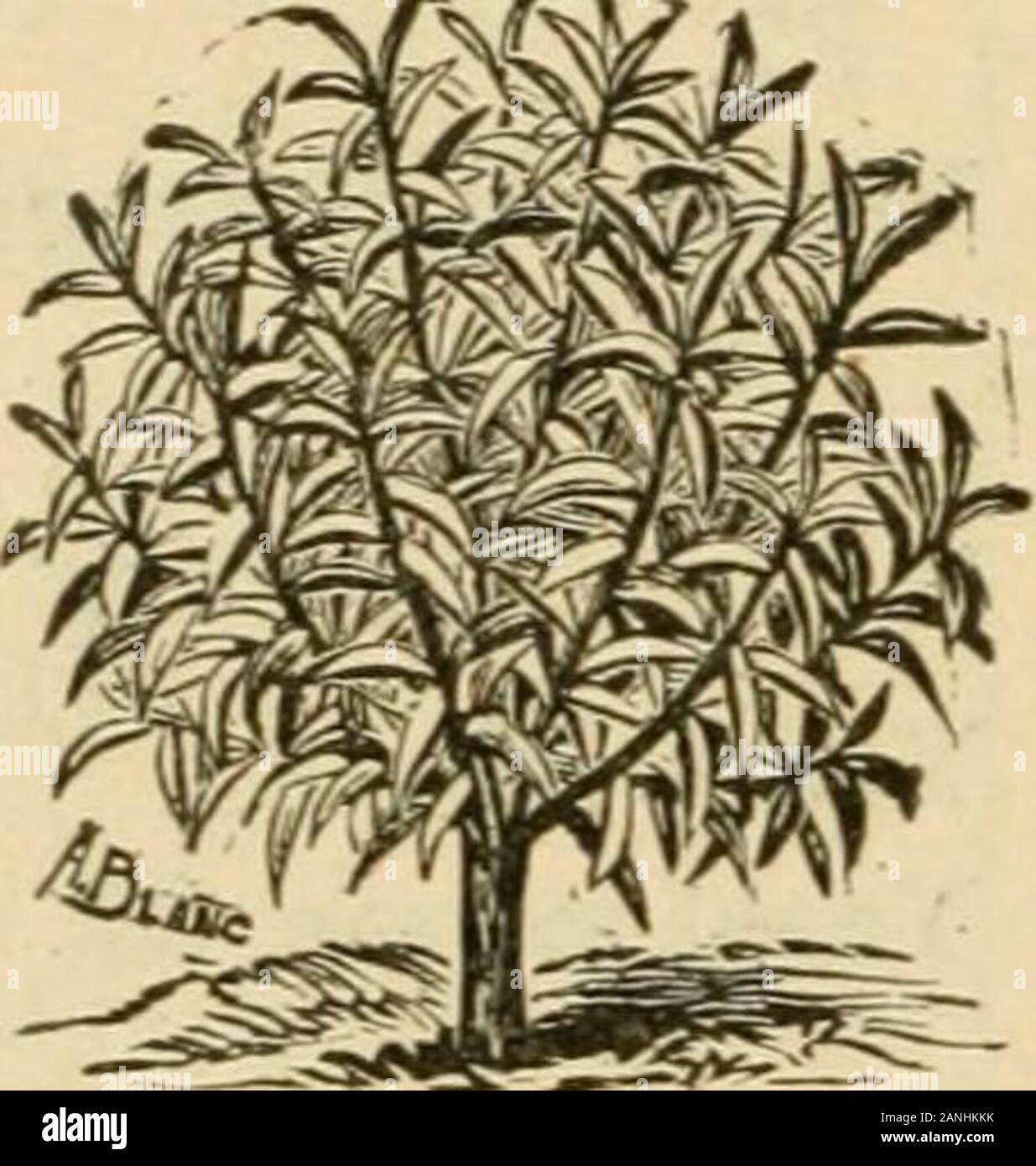 The Foundation Of All Reform A Guide To Health Wealth And Freedom A Popular Treatise On The Diet Question T Germs 29 Zones Climatic 12 52 49 The Foundation Of All