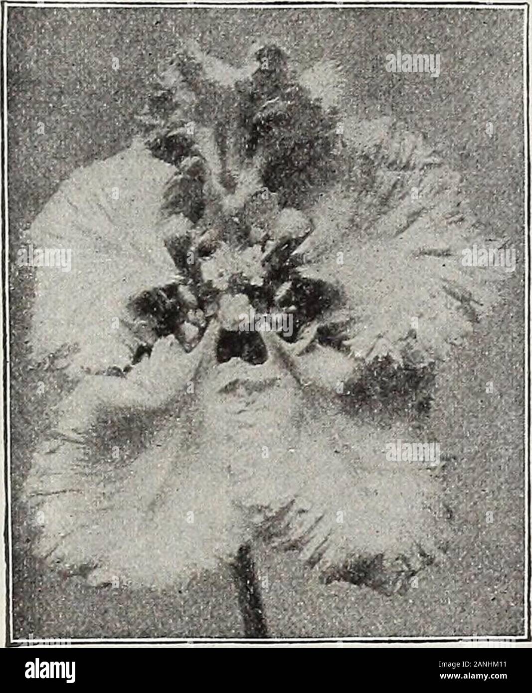 Dreer's 72nd annual edition garden book : 1910 . Salvia B&lt;»xfikf /-^carlct SaL^e). SONERIEA. Dwarf-growing hothouse plants, with beautifully variegatedfoliage.Argentea. Olive-green freely marked with silvery-white.Insignes. Dark-green with metallic-brownmarkings. 50 cts. each. STEPHAISOTIS. Floribunda. One of the most charminghothouse climbers, growing rapidly, withlong, glossy, deep green foliage, and pro-ducing clusters of pure white, deliciouslyfragrant flowers. Extra strong plants.SI.50 each. STIGMAPHYEEON CIEIATUM. (Brazilian Golden, or Orchid Vine). One of the prettiest tender climber Stock Photo