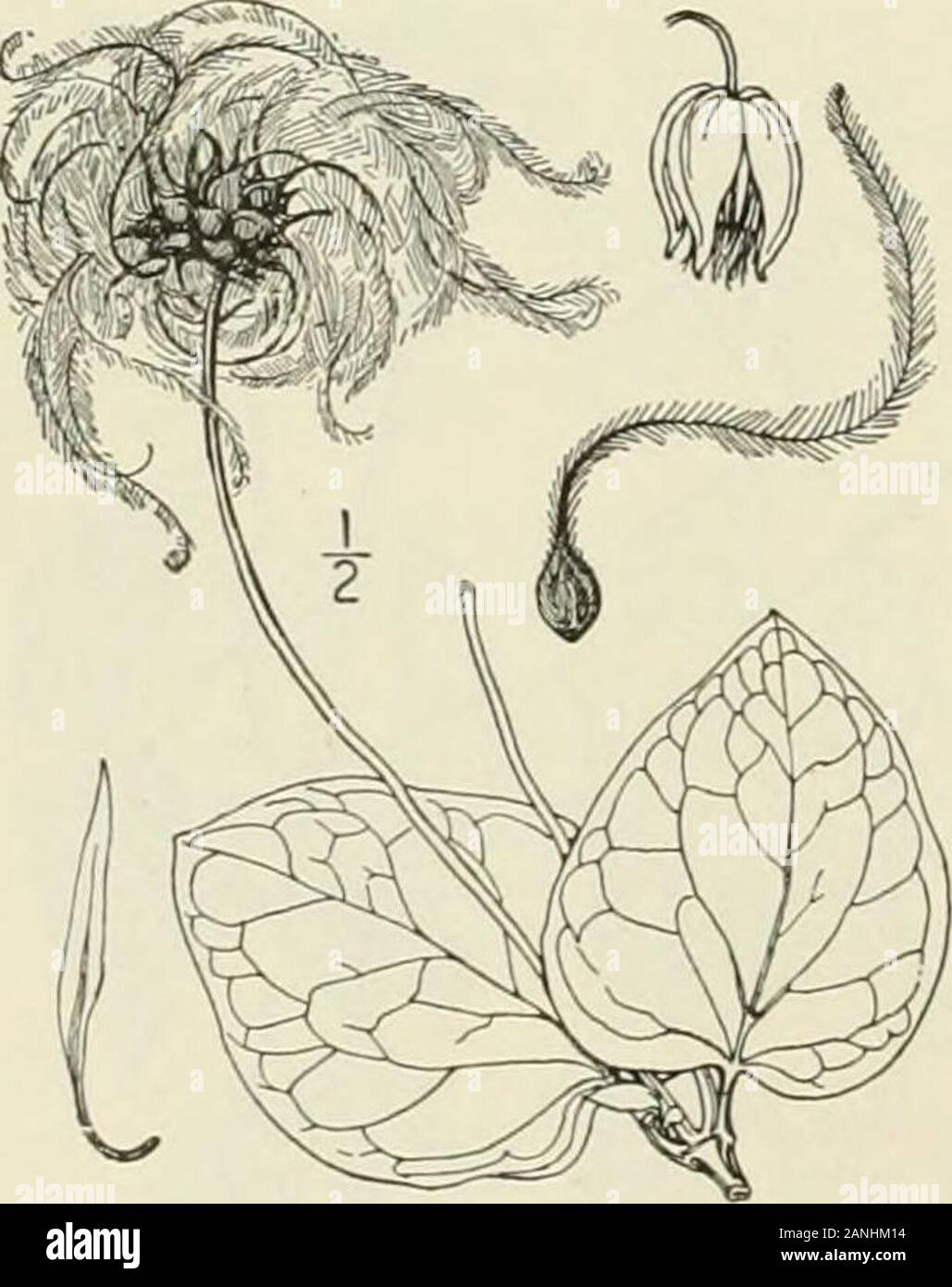 An illustrated flora of the northern United States, Canada and the British possessions : from Newfoundland to the parallel of the southern boundary of Virginia and from the Atlantic Ocean westward to the 102nd meridian; 2nd ed. . 6. Viorna glaucophylla Small. GlaucousLeather-flower. Fig. 1949. Clematis glaucophylla Small, Bull. Torr. Club 24: 337.1897. Viorna glaucophylla Small, Fl. SE. U. S. 439. 1903. A red-stemmed vine up to 15° long. Leaves eithersimple and entire or lobed, or trifoliolate, ovate, 4long or less, acute, acuminate or apiculate at theapex, mostly cordate or subcordate at the Stock Photo