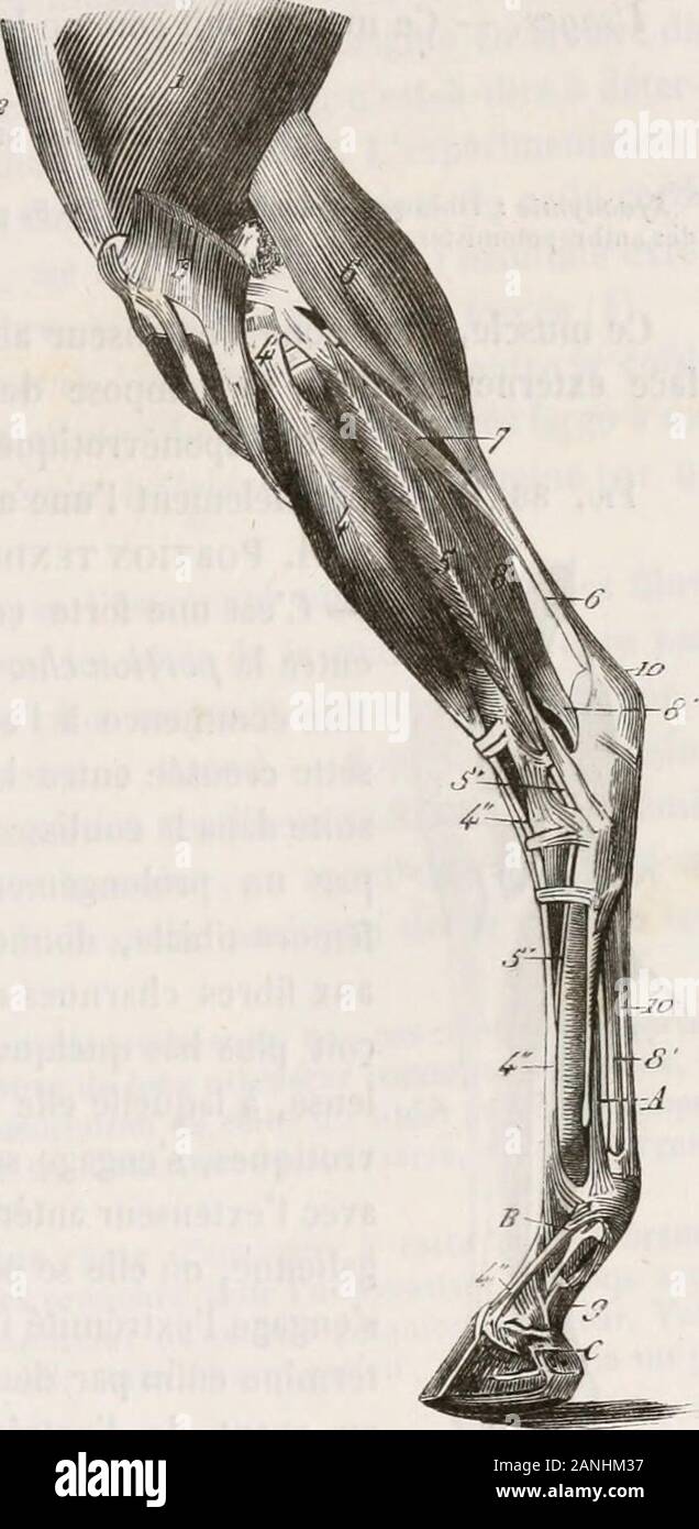 musc origine