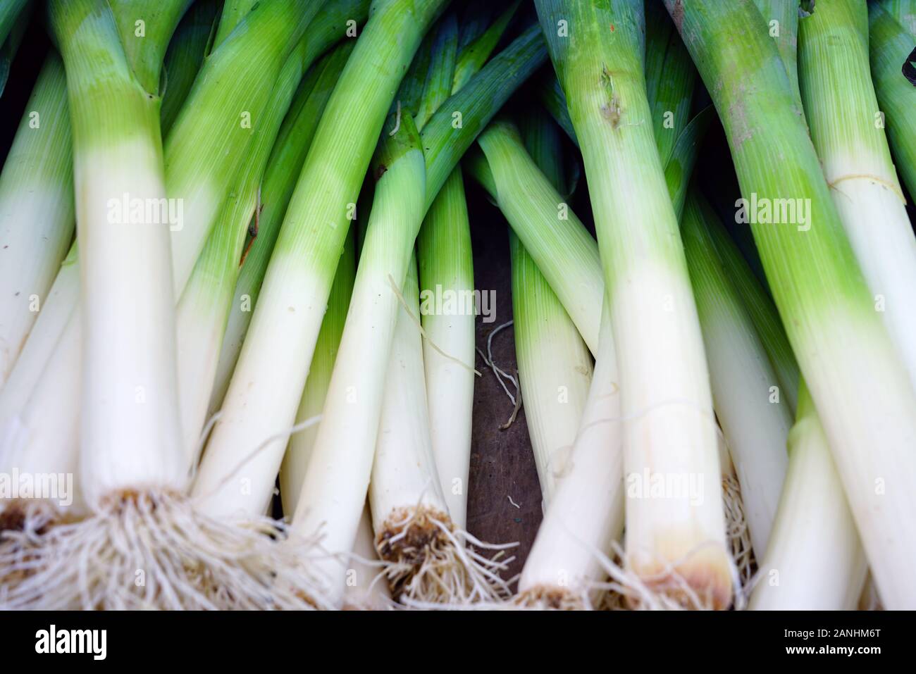 Crate of organic green and white fresh leeks at a farmers market Stock ...