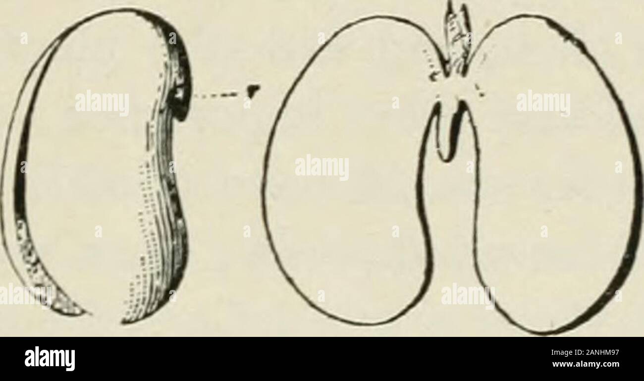 Beware of Bean Leafroller in Your Legume Crops - Growing Produce