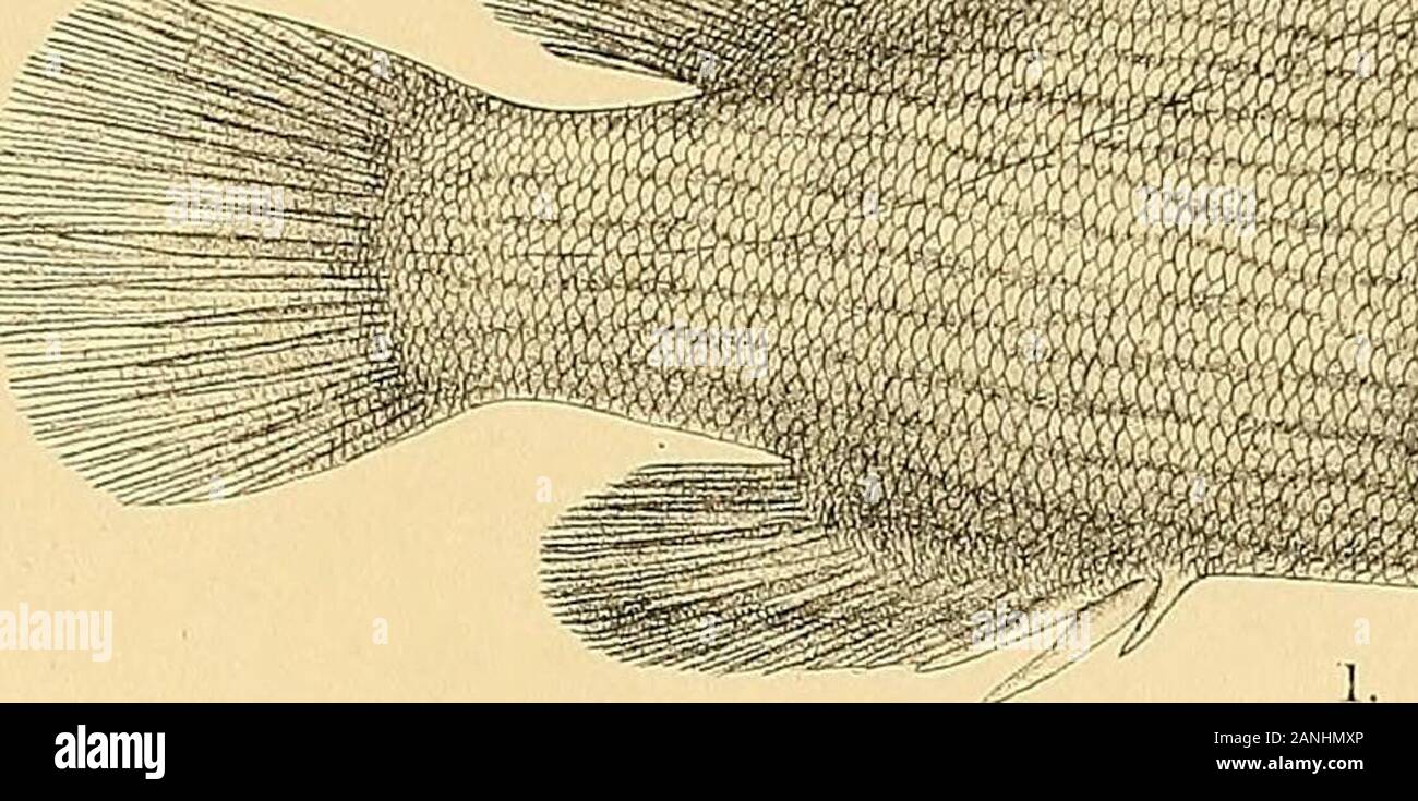 The fishes of India; being a natural history of the fishes known to inhabit the seas and fresh waters of India, Burma, and Ceylon . Mintei-oliCh 1..SERRANUS MORRHUA. 2. S. ANGULAR1S. 3. S. FUSCOGUTTATUS. 4. S. GRAHMICUS. Mllit«?m BiXtfc nr.ll Days Fishes of India . Plate ^. ^f^smmF^^^^^^am % Stock Photo
