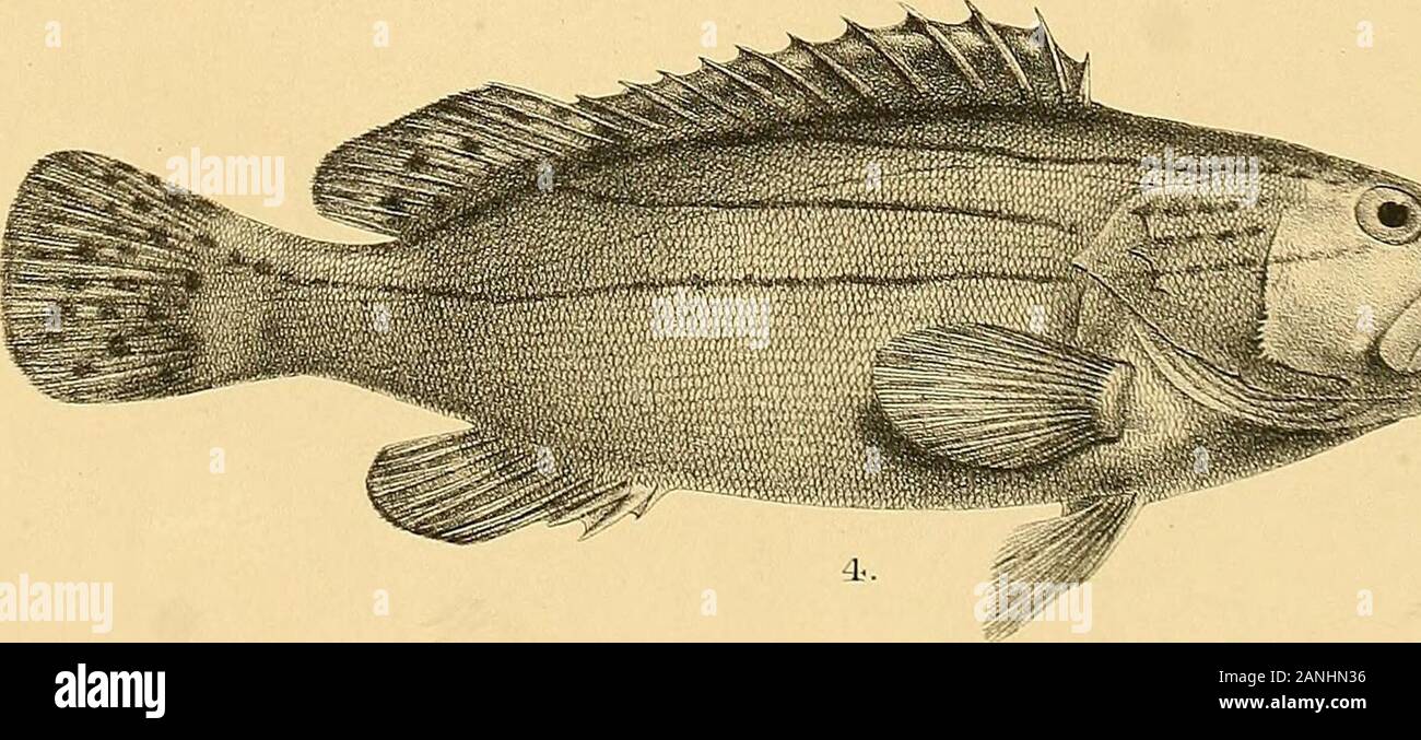The fishes of India; being a natural history of the fishes known to inhabit the seas and fresh waters of India, Burma, and Ceylon . :* %»s. Mintei-oliCh 1..SERRANUS MORRHUA. 2. S. ANGULAR1S. 3. S. FUSCOGUTTATUS. 4. S. GRAHMICUS. Mllit«?m BiXtfc nr.ll Days Fishes of India . Plate ^ Stock Photo