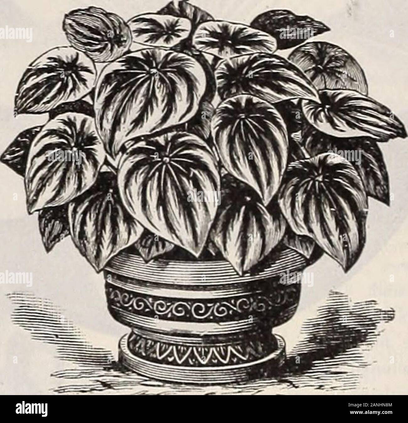 Dreer's 72nd annual edition garden book : 1910 . nce to some of the narrow-leaved warm house Aralias, but of quicker growth. A prettydecorative plant. 50 cts. each, PHVI^LOT.^iXirM. Lindeni. A handsome hothouse plant of easy culture, with at-tractive light green hastate leaves, the broad rib and veinscreamy-white. 75 cts. each, Lindeni Magnificum. A variety with much larger leavesand with tlie variegation more decided in color, $1.00 each. PI.UMBAGO. Capensis. Light lavender-blue.— Alba. Color creamy-white. Coccinea Superba. Long racemes of showy, brilliant, brigh&gt;satiny-carmine flowers, 15 Stock Photo