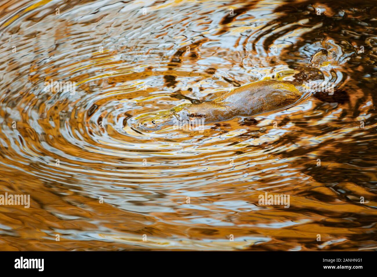 Platypus in golden waters of evening reflections. Stock Photo