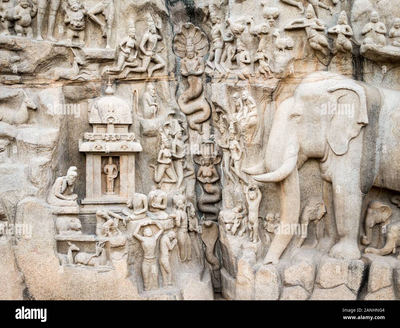 Indian Temple Carving. Detail of carvings found on the ancient 7th Century Pancha Rathas monuments at Mahabalipuram, Tamil Nadu, India. Stock Photo