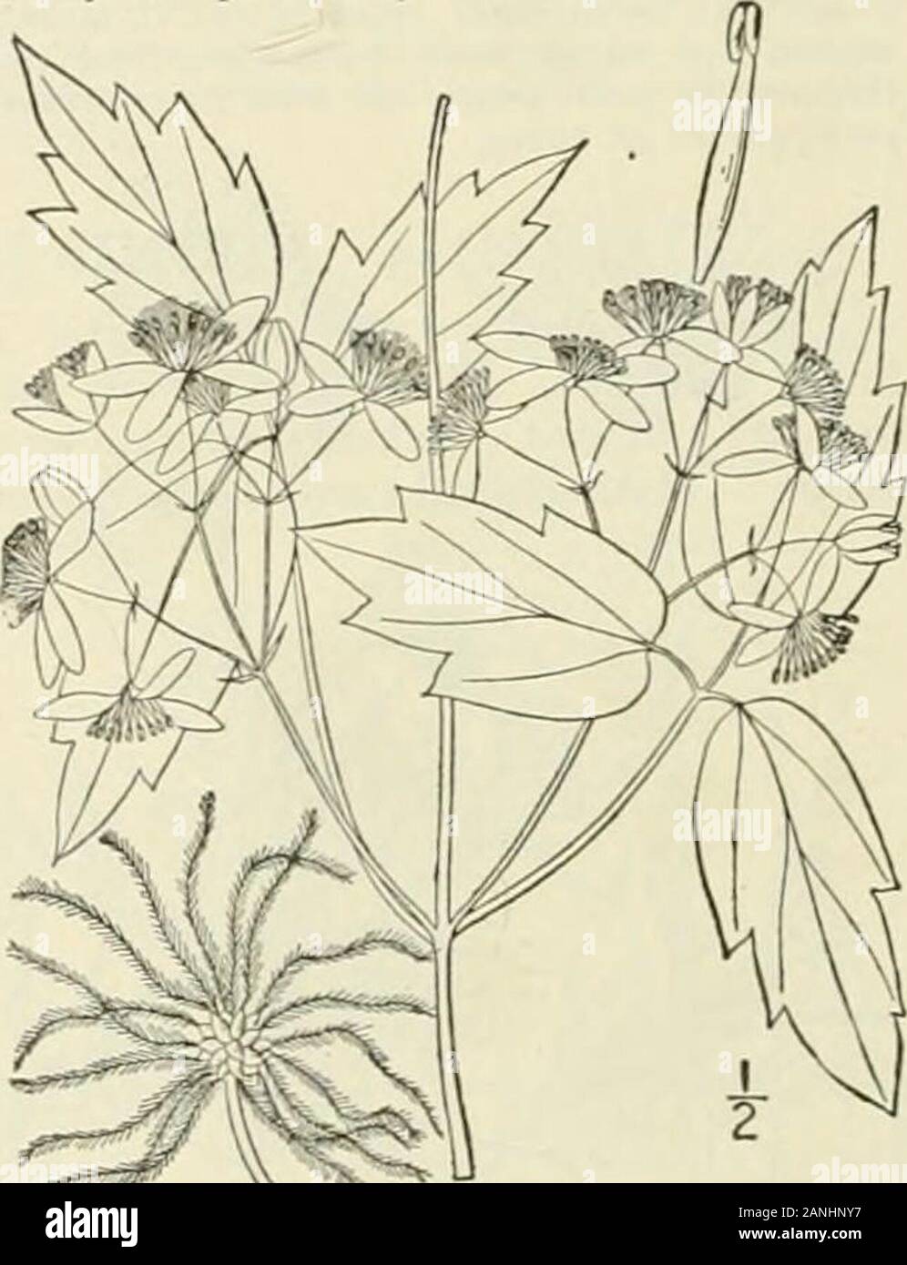 An illustrated flora of the northern United States, Canada and the British possessions : from Newfoundland to the parallel of the southern boundary of Virginia and from the Atlantic Ocean westward to the 102nd meridian; 2nd ed. . pecies: Clematis Viorna L. (Viorna urnigera Spach.). Called Leather-flower or Clematis. * Climbing vines (no. 2 suberect).Sepals thin, conspicuously dilated. i. V.crispa. Sepals thick, not dilated, their tips recurved. Leaves, or most of them simple, entire or little lobed ; filaments twice as long as the anthers. 2. I. Addisonii.Leaves, or some of them, pinnate or tr Stock Photo