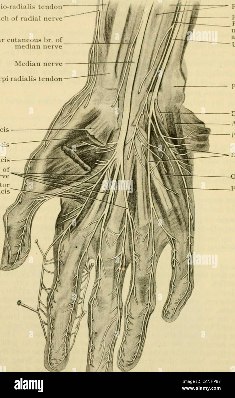 Human anatomy, including structure and development and practical