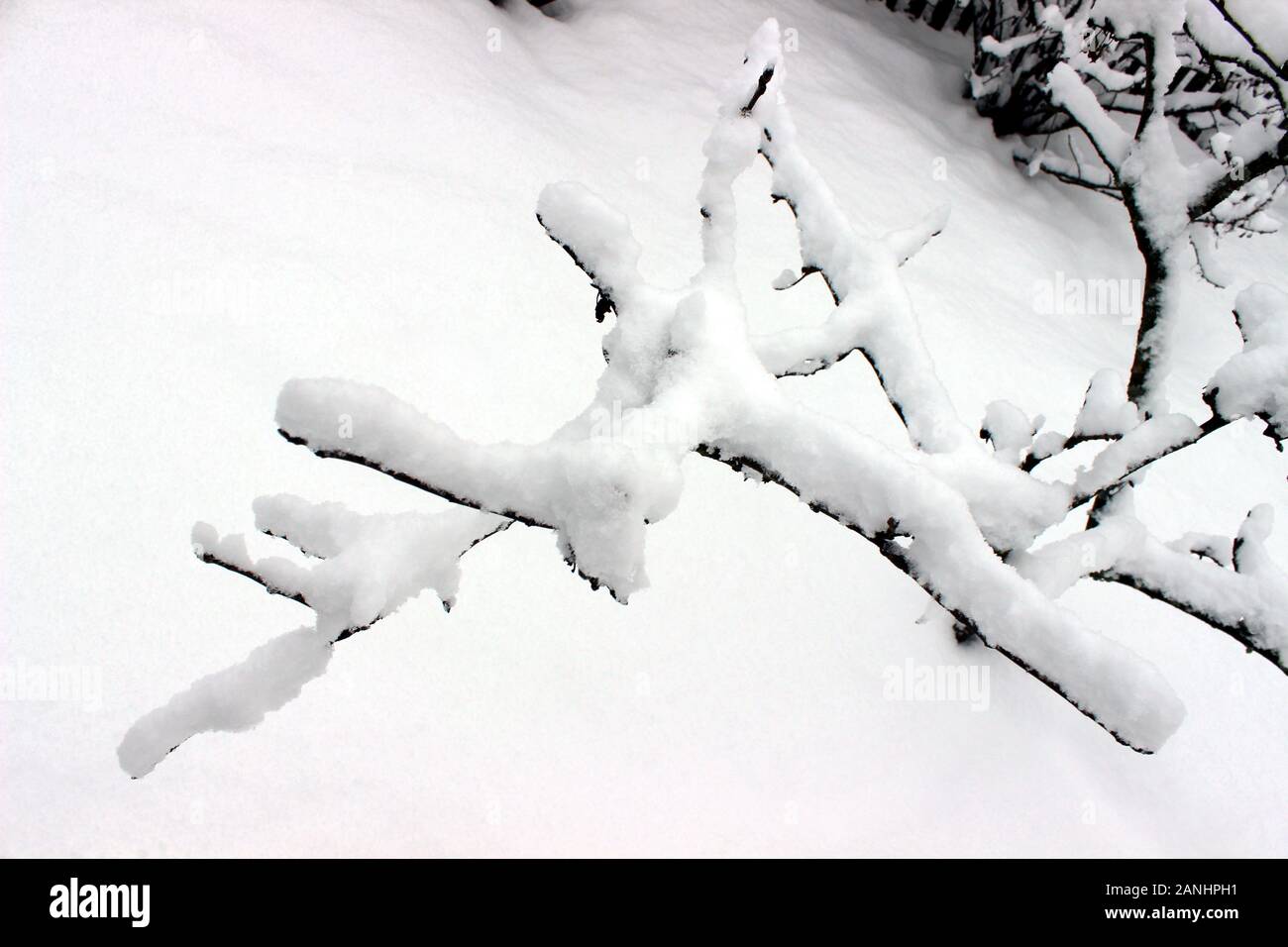 Completely snow covered branch Stock Photo