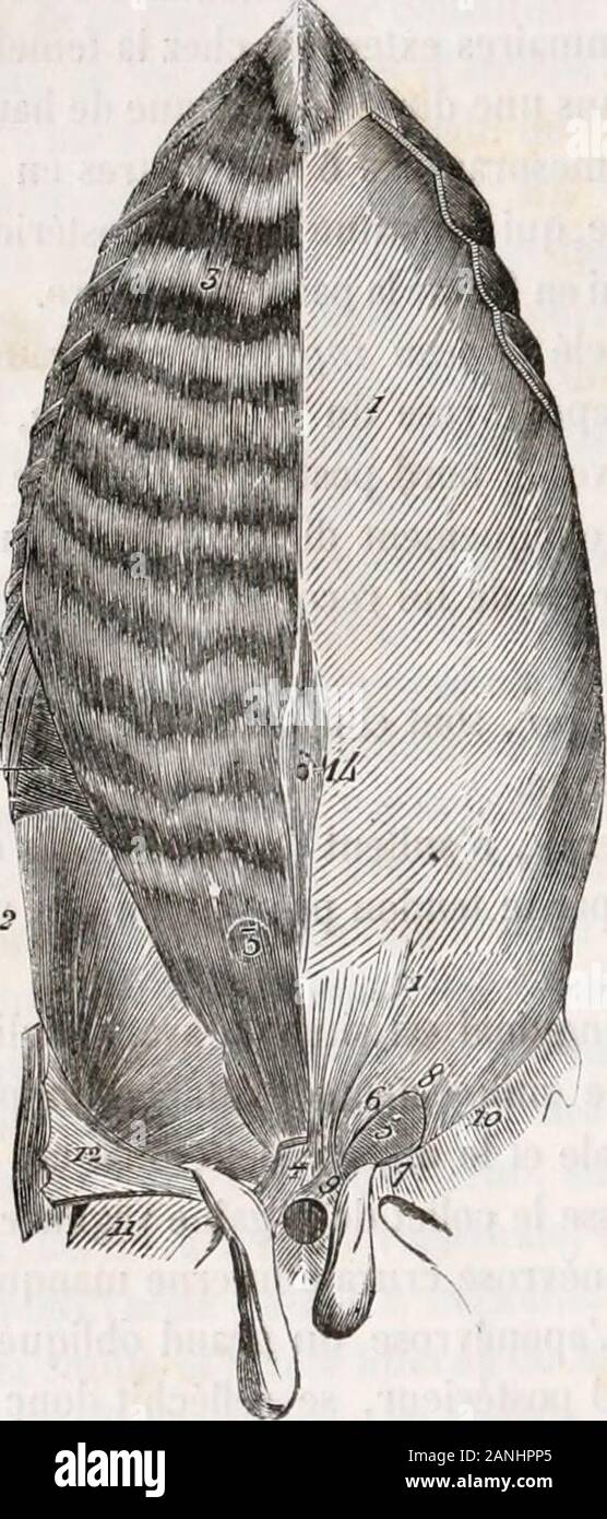 Traité d'anatomie comparée des animaux domestiques . t, comprime les viscères abdo-minaux, abaisse les dernières côtes et opère la flexion, soit directe, soit latérale, de lacolonne vertébrale. Du muscle rétracteur de ladcrnière côte. — Ce petit muscle , aplati dun côté àlautre et triangulaire, prend son origine, par des fibresaponévrotiques, surlesoni- (*) Fig. 70. — Muscles de In région iilnloiniiinle inffiieiire. — . ApoiuViose du giiiiul oliliqnc. 2. Por-tion cliaiiiiie du pctii oliliquc. 5. Giuiid druil. 5. Tiiiiisveije. i. Temlmi iiplali piir lequel les (|iiiitie musclesiibdominiiiix si Stock Photo
