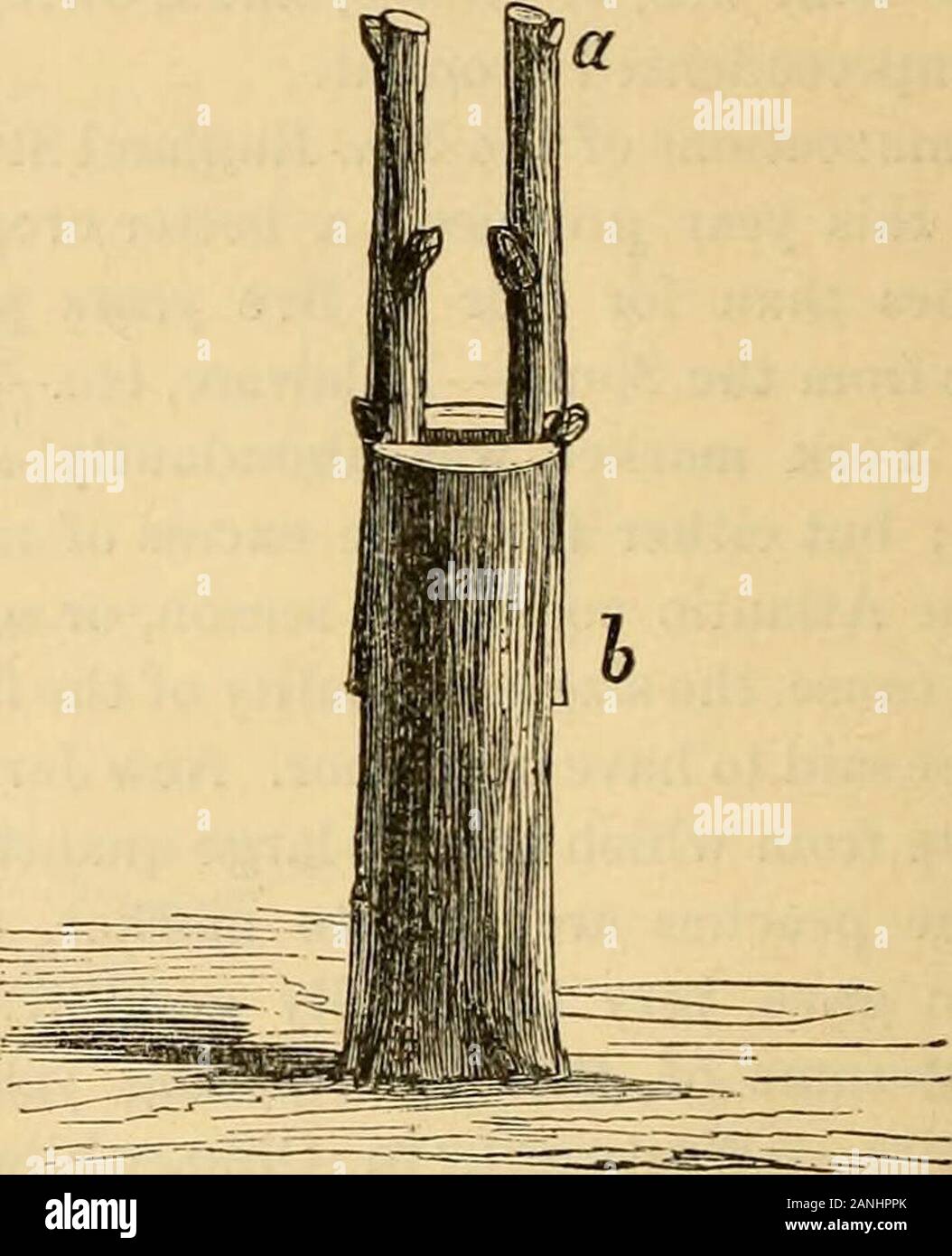 The Horticulturist and journal of rural art and rural taste . Fig. 5. Fig. 6. plants, oft-repeated but seldom learned byany considerable number of people of anyone generation. The implements used for grafting are: aBmall saw, for cutting off the heads of large stocks or branches of trees ; a good,strong knife, with a thick back, to makeclefts in the stock; a small knife, to pre-pare the cions with; a wedge, grafting. Fig. 7. chisel, and a small mallet. The above-named implements are often made of pecu-liar patterns, to suit the fancy of theoperator; but the chief aim is to have thework well do Stock Photo
