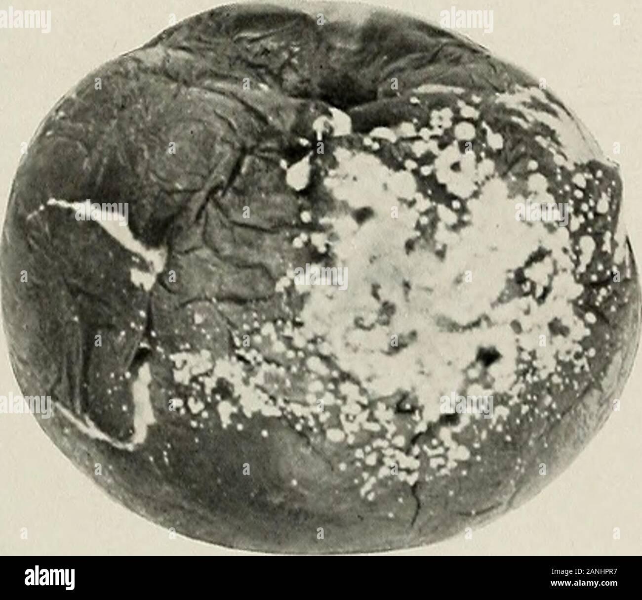 Annual report of the Maine Agricultural Experiment Station . Fig. 255. Phoma decay.. Fig. 256. Fusarium decay. Stock Photo