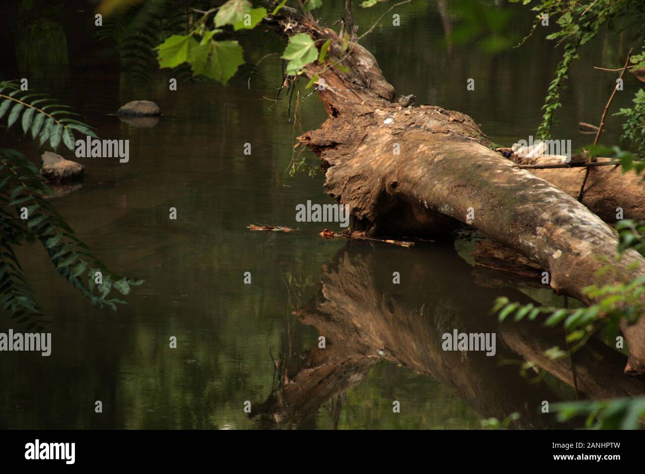 Ecosystem by the water, with dead tree and plants growing around Stock ...