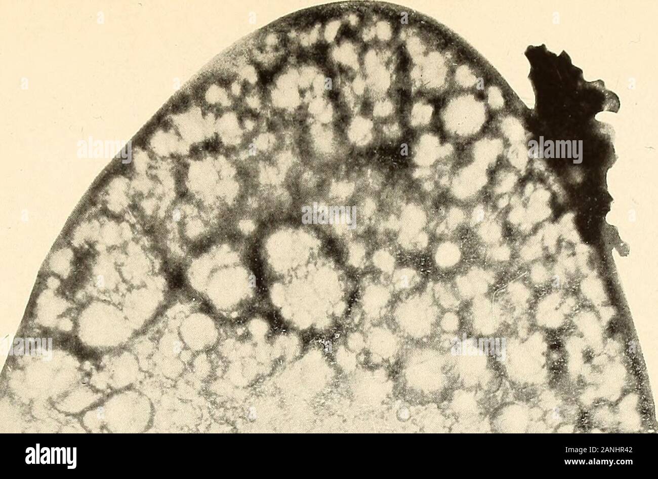 Annual report . Miastor embi yos PLATE 31 165 Miastor ? americana Felt i Anterior extremity of embryo illustrated in figure I of the preceding plate. x 3002 Middle portion of same embryo, x 300 166 Plate 31. 19 Stock Photo