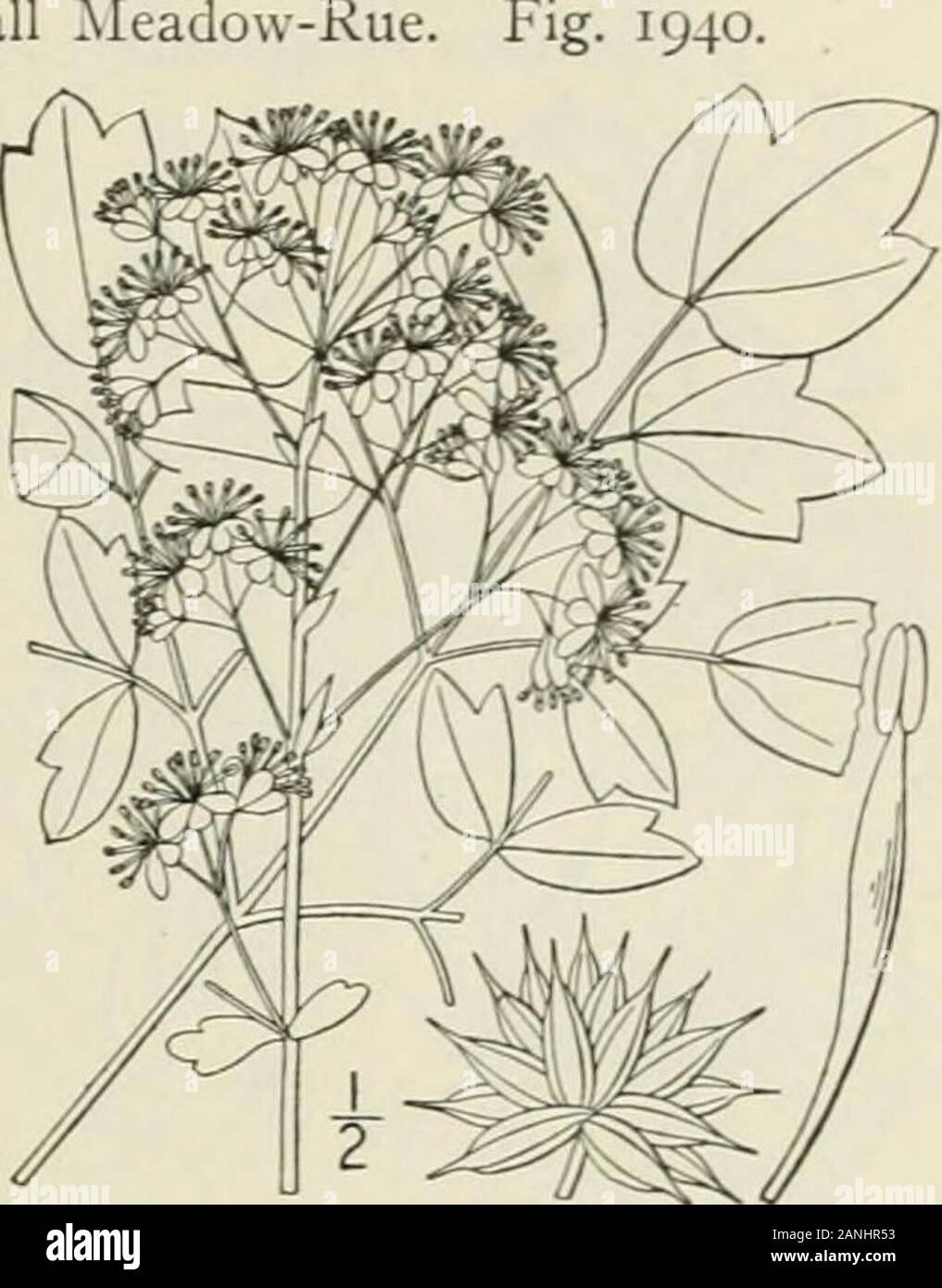 An illustrated flora of the northern United States, Canada and the British possessions : from Newfoundland to the parallel of the southern boundary of Virginia and from the Atlantic Ocean westward to the 102nd meridian; 2nd ed. . r. i Genus 24. CROWFOOT FAMILY, 9. Thalictrum polygamum Muhl. Fall r^Ieadow-Rue Thalictruin polygamum Muhl. Cat. 54. 1813.Thalictrum Cornuti T. & G. Fl. X. A. i : j8. 1838.Not L. 1753. Stout, 3°-ii° high, branching, leafy, smooth orpubescent but not glatjdular nor waxy. Leaves3-4-ternate; leaflets moderately thick, light greenabove and paler beneath, oblong, obovate o Stock Photo